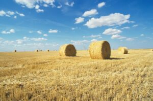 Kansas farmland where we made stuffing as kids