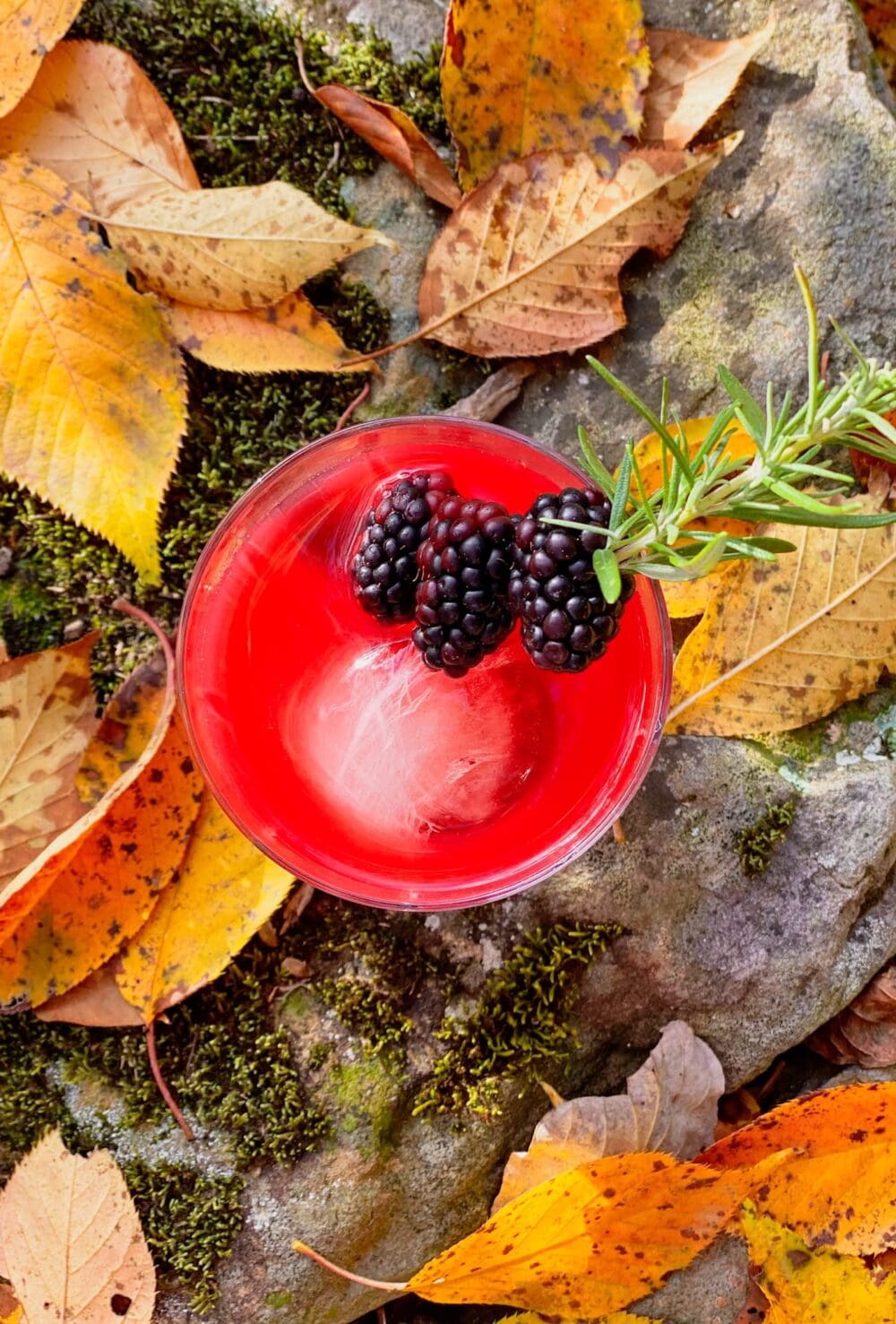 blackberry bourbon sour cocktails sitting in leaves