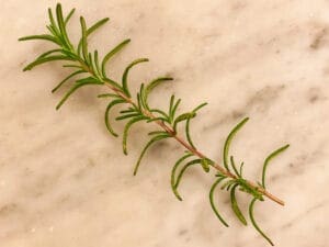 Rosemary Spring