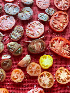 Garden tomatoes cut thick laying on a towel to drain