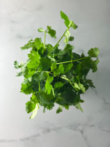 cilantro